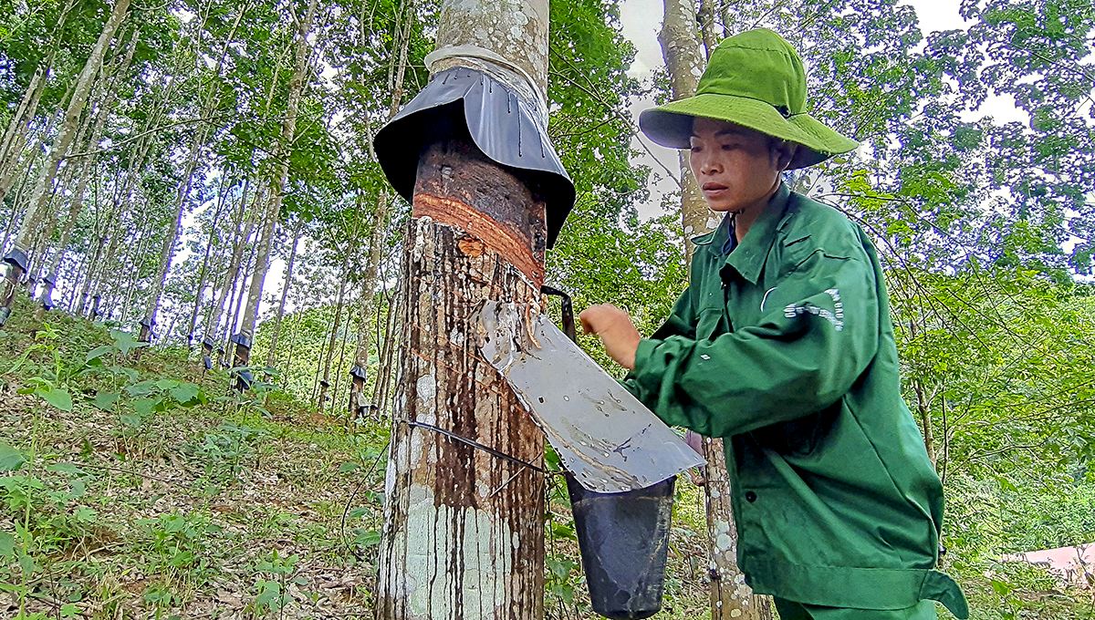 Giá cao su tăng 25%, Cao su Đồng Phú (DPR) báo lãi ròng cao gấp đôi 